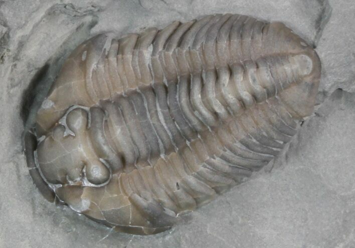 Flexicalymene Trilobite From Ohio #47338